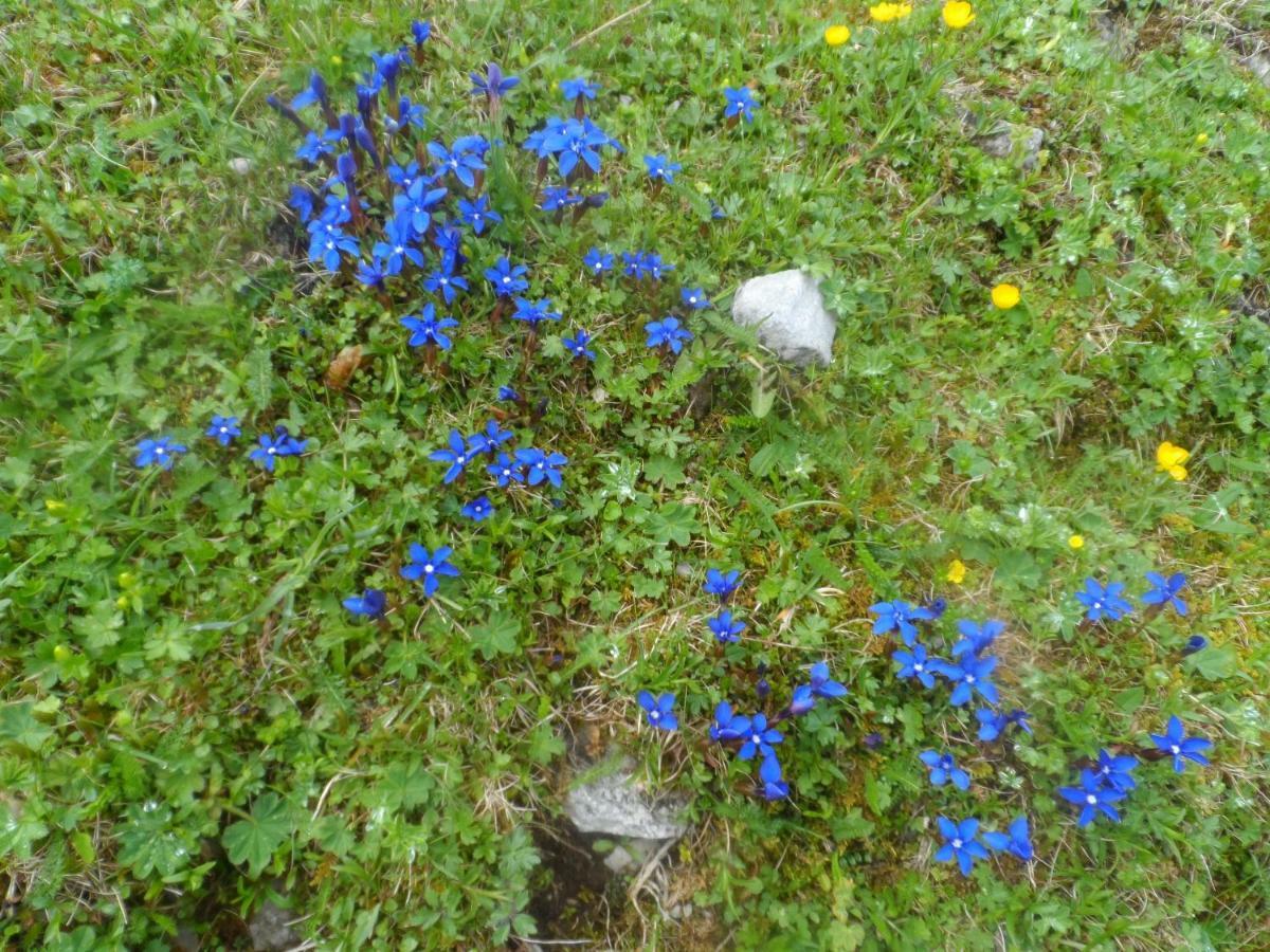 Haus Am Wiesenrain Leutasch Esterno foto
